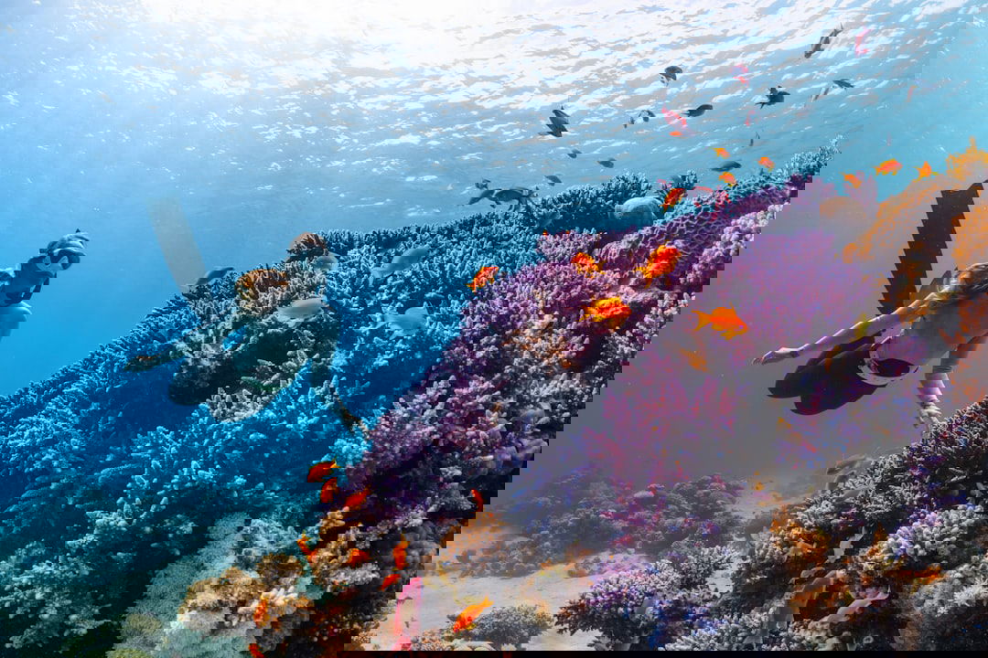 Eine Frau taucht am Korallenriff