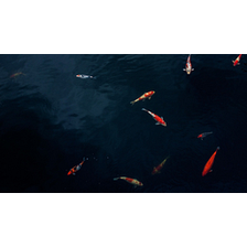KENJI KOI Logo